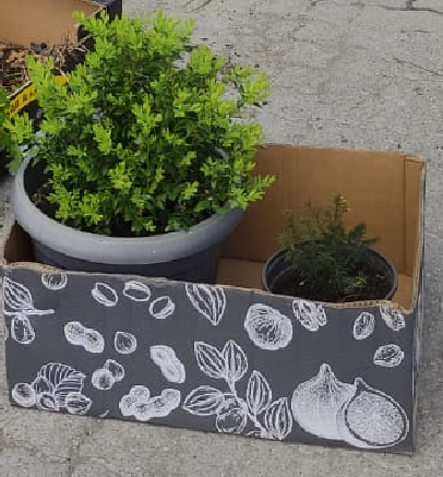 Pflanzentauschbörse 2023